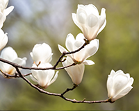 symbol_flower