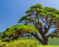 symbol_tree