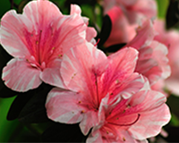 symbol_flower