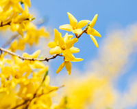 symbol_flower