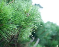 symbol_tree