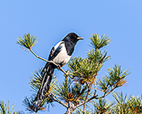 symbol_bird