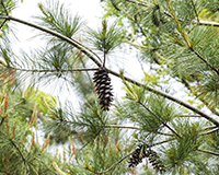 symbol_tree