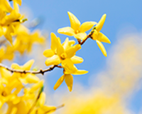 symbol_flower