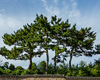 symbol_tree