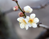 symbol_flower