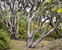 symbol_tree