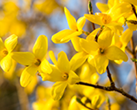 symbol_flower