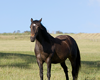 symbol_animal