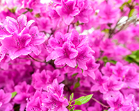 symbol_flower