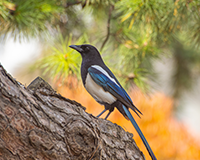 symbol_bird