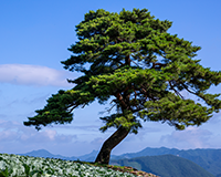 symbol_tree