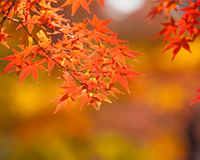 symbol_tree