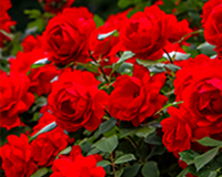 symbol_flower