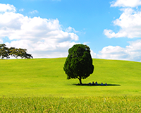 symbol_tree